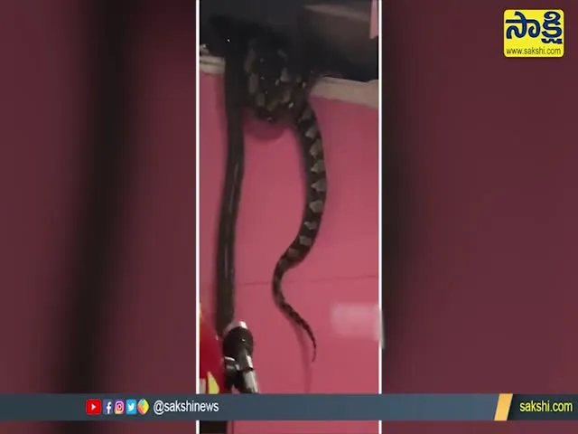 Viral Video Three Giant Pythons Were Seen Hanging On The Ceiling Of House