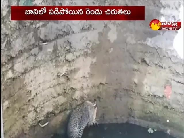 Two Leopards Fell Into a Well At Nasik