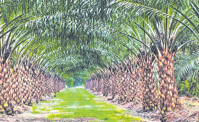 Andhra Pradesh: Oil Palm Cultivation More Profit - Sakshi