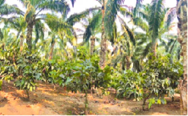 39,714 hectares under cocoa cultivation in Andhra Pradesh - Sakshi