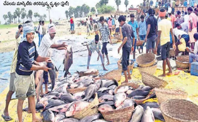  SPSR Nellore District a Major Source Of Income From Fisheries - Sakshi