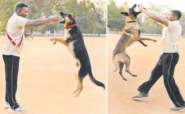 Hyderabad Police Dogs Special Training At Moinabad - Sakshi