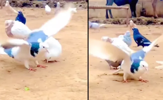 Pigeon Performs Backflips Old Videos Goes Viral - Sakshi