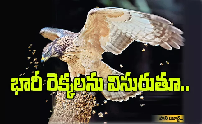 Honey Buzzard Is Species Of Bird That Lives By Eating Honey - Sakshi