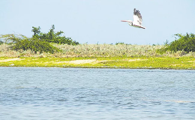 Mangroves are special At near Krishna and Godavari - Sakshi