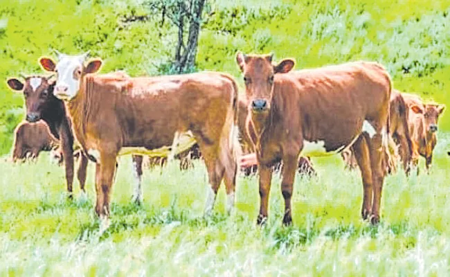 Andhra Pradesh Govt Focus On development of dairy wealth - Sakshi