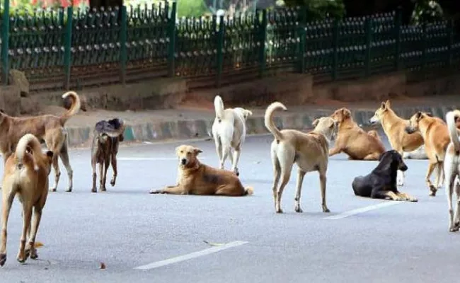 Stray Dogs Become Threat To People In Hyderabad Huge Number In City - Sakshi