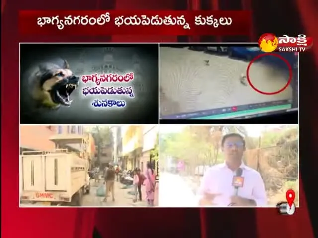 Stray Dogs Become Threat To People In Hyderabad