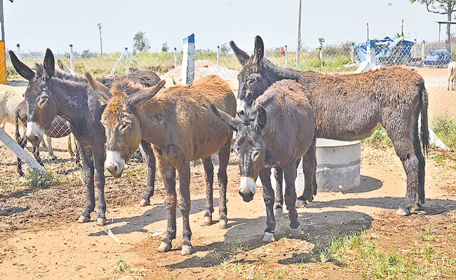 Donkey Milk Form Running By Nagar Kurnool Youth Farmer - Sakshi