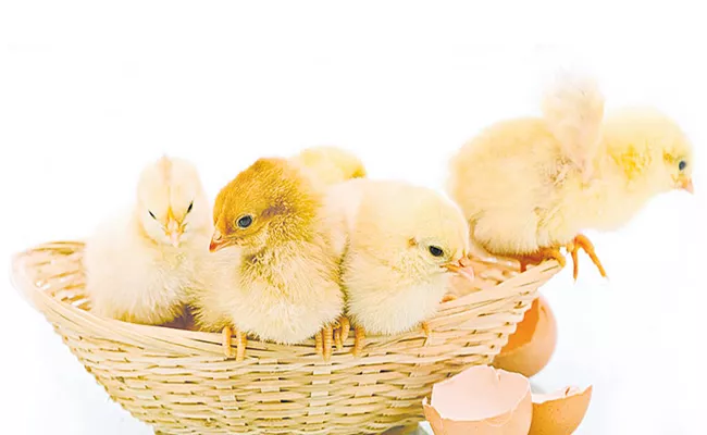 Genetic modification Innovation in poultry sector - Sakshi