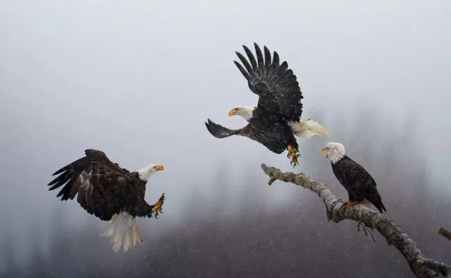 Indian Origin Karthik Subramaniam Bags National Geographic Pictures Of The Year Contest - Sakshi