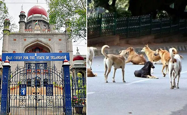 High Court Serious On GHMC Over Boy Death In Stray Dogs Attack - Sakshi