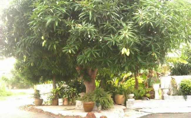 FIR Lodged Against Retired Teacher Over Mango Tree In LB Nagar - Sakshi