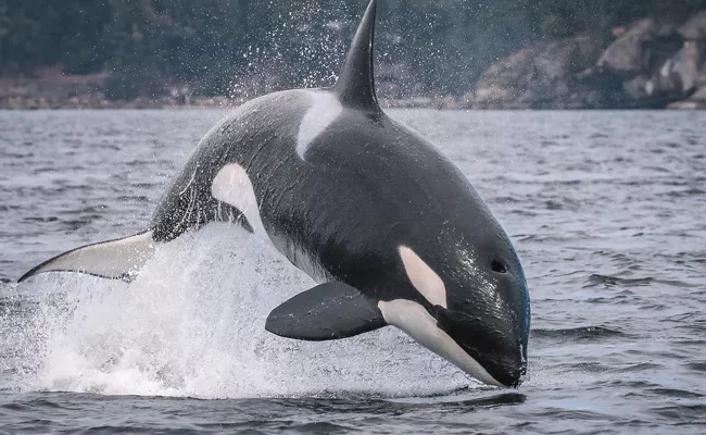 Orca whales are the most rapidly becoming extinct - Sakshi