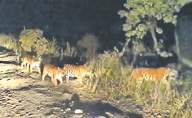 Four Tigers Were Roaming On Road Of Adilabad District - Sakshi