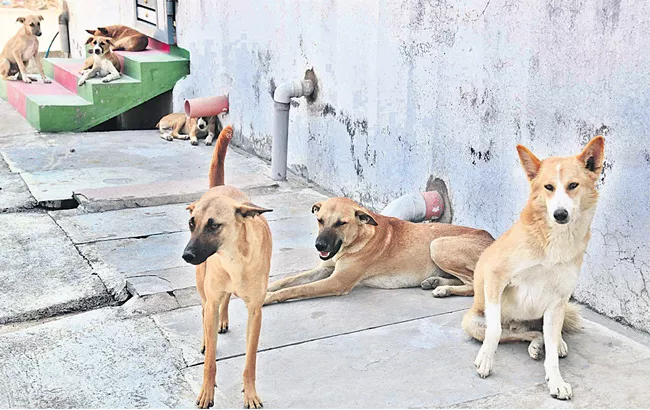 Dogs Problem In Khammam District - Sakshi