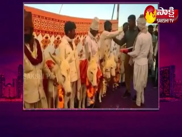 Seemantham For Donkeys In Rajkot Gujarat Video Goes Viral