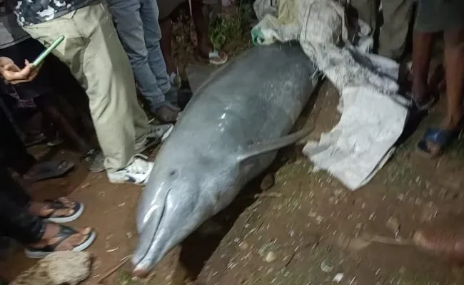 Dolphin Fish In The Bikkavolu Drain  - Sakshi