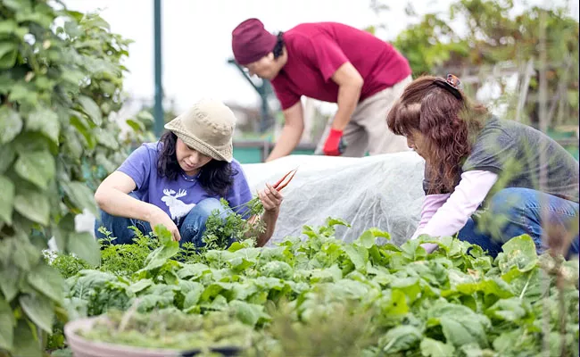 Community Gardening Benefits: University Of Colorado Boulder Research - Sakshi