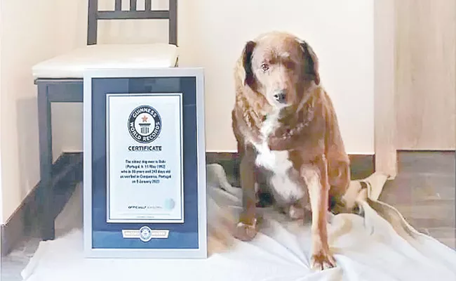 Portugal dog Bobi breaks record for oldest dog ever - Sakshi