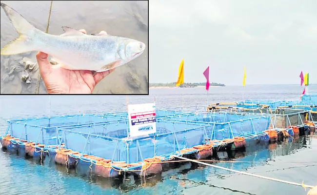 Sea fish Indian salmon Cultivation success - Sakshi