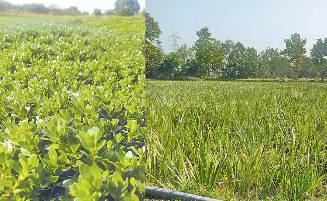 Chhattisgarh: Brahmi Vasa Plant Cultivation Gives Farmers Good Profits - Sakshi