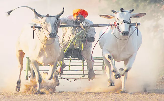 Cock Fight Betting and Jallikattu in Andhra Pradesh and Tamil Nadu - Sakshi