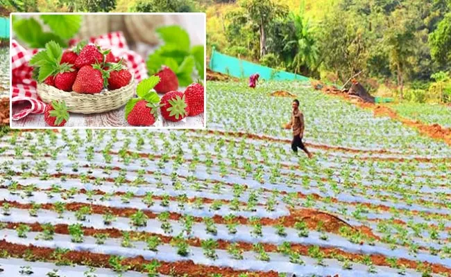 Experimental Strawberry Farming At Koraput District In Odisha - Sakshi