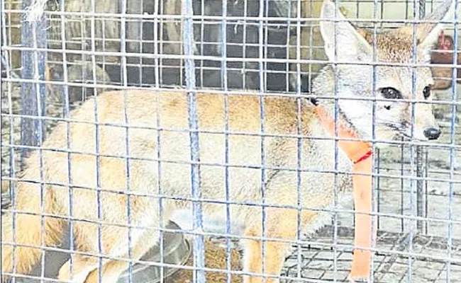 police caught jackal - Sakshi