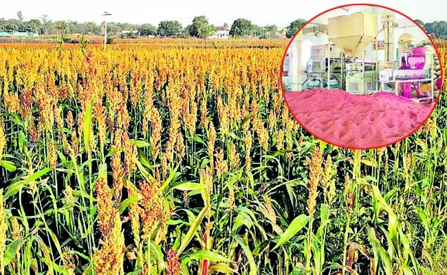 Red Sorghum Seed Caraf Ankapur - Sakshi