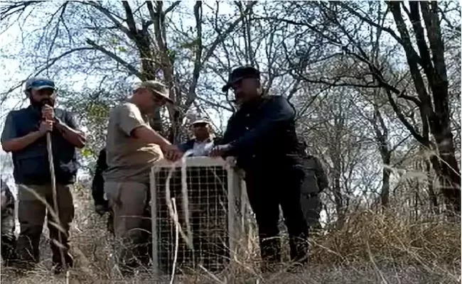 Two cheetahs released into wild at Madhya Pradesh Kuno National Park - Sakshi