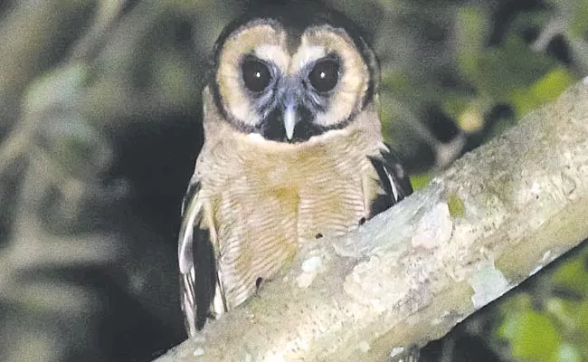 A variety of birds recorded at the Great Backyard Bird Count - Sakshi