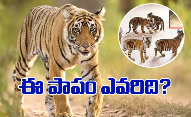 Four Tiger Cubs Found In Residence In Nandyal District - Sakshi