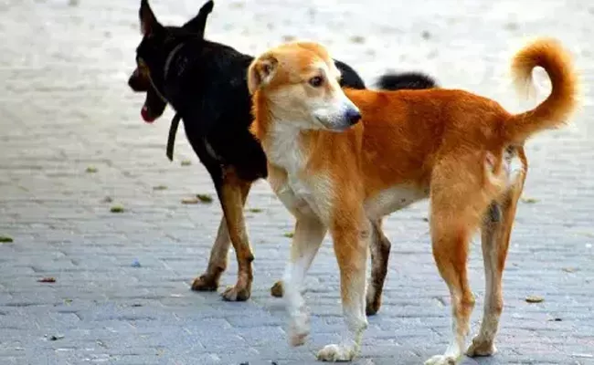 5 years Old Boy Died In Stray Dogs attack At Khammam - Sakshi