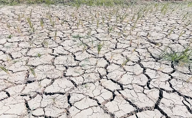 Nagarjuna sagar last ayakattu is drying up - Sakshi