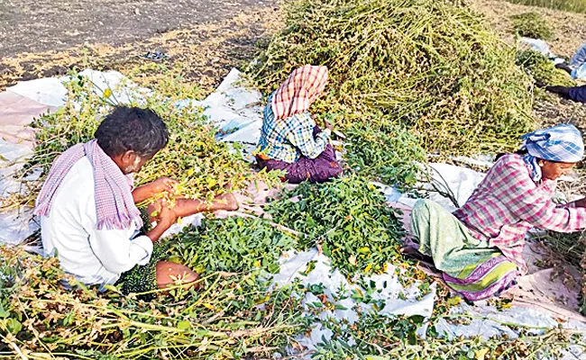 Sagubadi: Ashwagandha Cultivation Gives Good Income - Sakshi