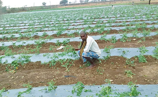 Crop loss in thousands of acres - Sakshi