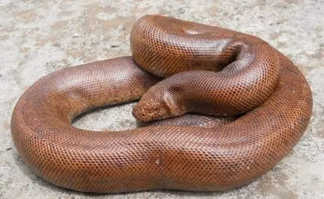 Gang Arrested for Trying to Sell Two Headed Snakes - Sakshi