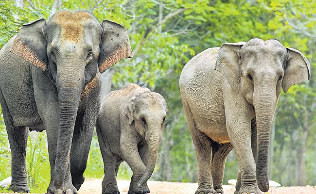 ఏనుగుల గుసగుసలు విందామా? | Special Story On An Endangered Species Of Elephant India | Sakshi