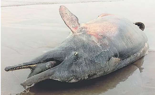 Dolphin carcasses Pedda Gollapalem Beach Kruthivennu - Sakshi