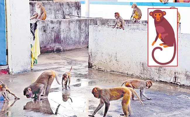 Problems with monkey attacks across the state - Sakshi