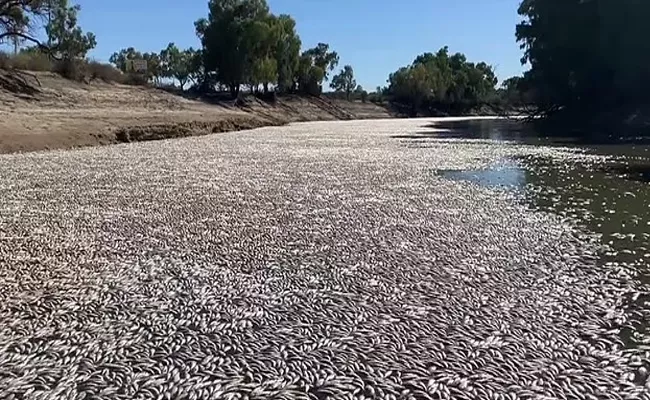 Australia: Millions Of Fishes Dead Second Longest River - Sakshi