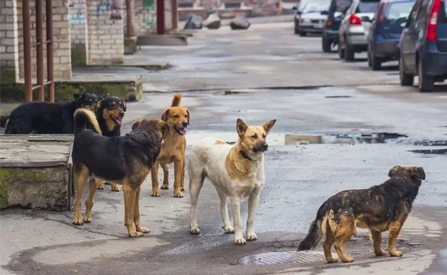 Stray Dogs attack On 21 People at Indravalli Adilabad - Sakshi