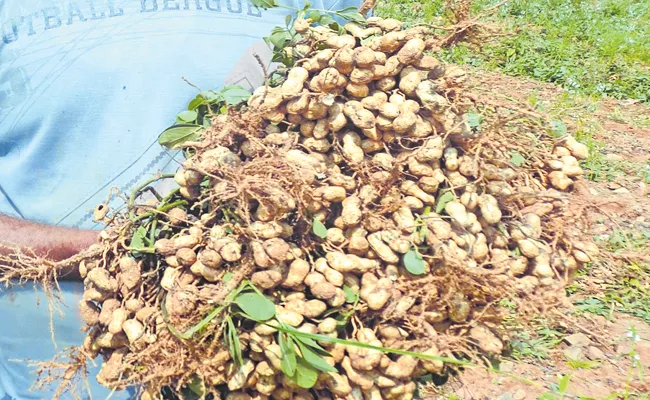 Good news for Groundnut Farmers - Sakshi