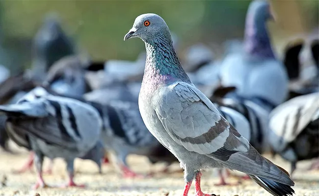 Two Family Members Fight With Pigeon - Sakshi