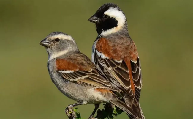 World Sparrow Day 2023: Do You Know This Unique Things Of Birds - Sakshi