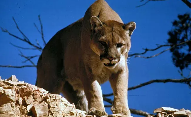 Couple Relaxing In Hot Tub On Vacation Suddenly Mountain Lion Attacks  - Sakshi