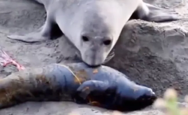 After Her Stillborn Baby Moves Mother Seal Heartwarming Reaction - Sakshi