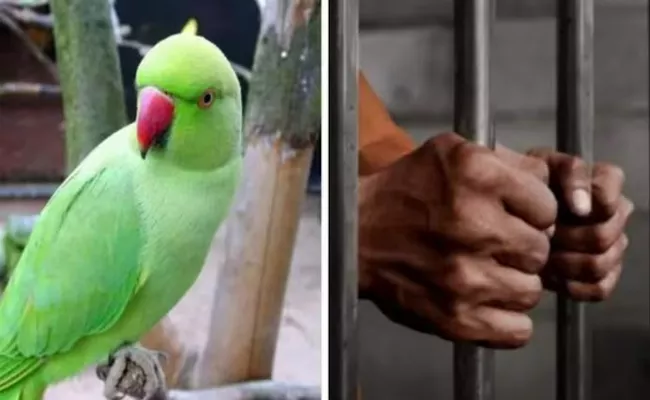 Nine Years After The Murder With Parrots Testimony Gets life In Jail - Sakshi