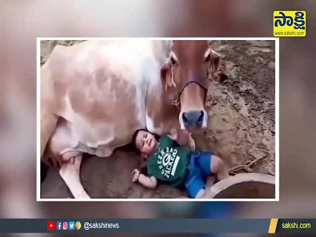 Viral Video Toddler Playing And Cuddling With A Cow